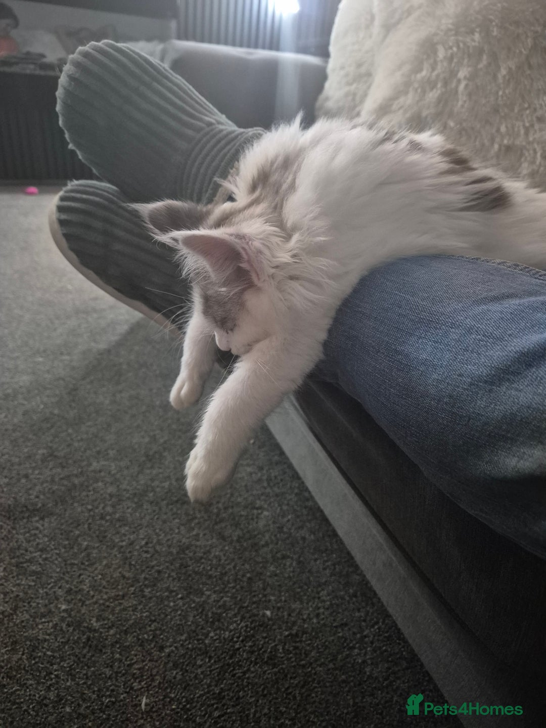 Maine Coon cats for sale: Maine coon kittens  - Advert 24