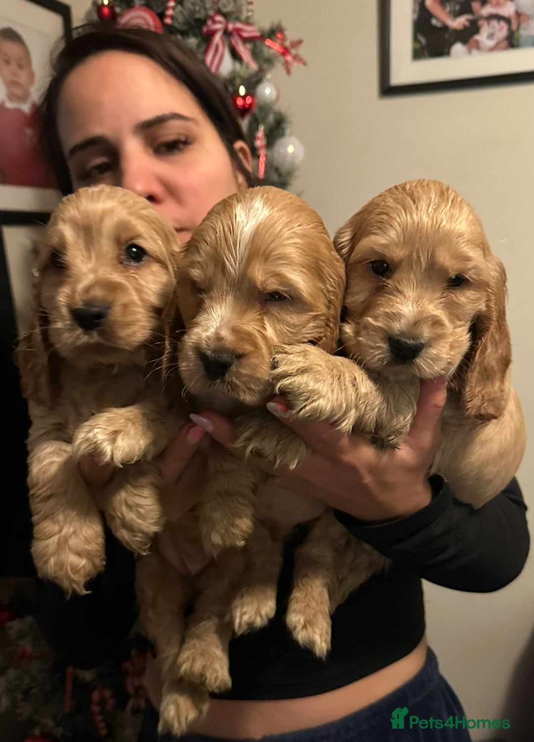 Cocker Spaniel dogs for sale: KC Golden Show Cocker Spaniel  READY TO GO! - Advert 5