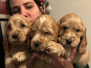 Cocker Spaniel dogs READY TO GO!!! KC Golden Show Cocker Spaniel - Advert 16