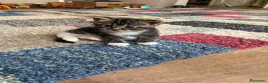 Squeak 