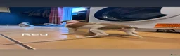 Saluki dogs for sale: Saluki greyhound puppies- Boys in Dover - Advert 9