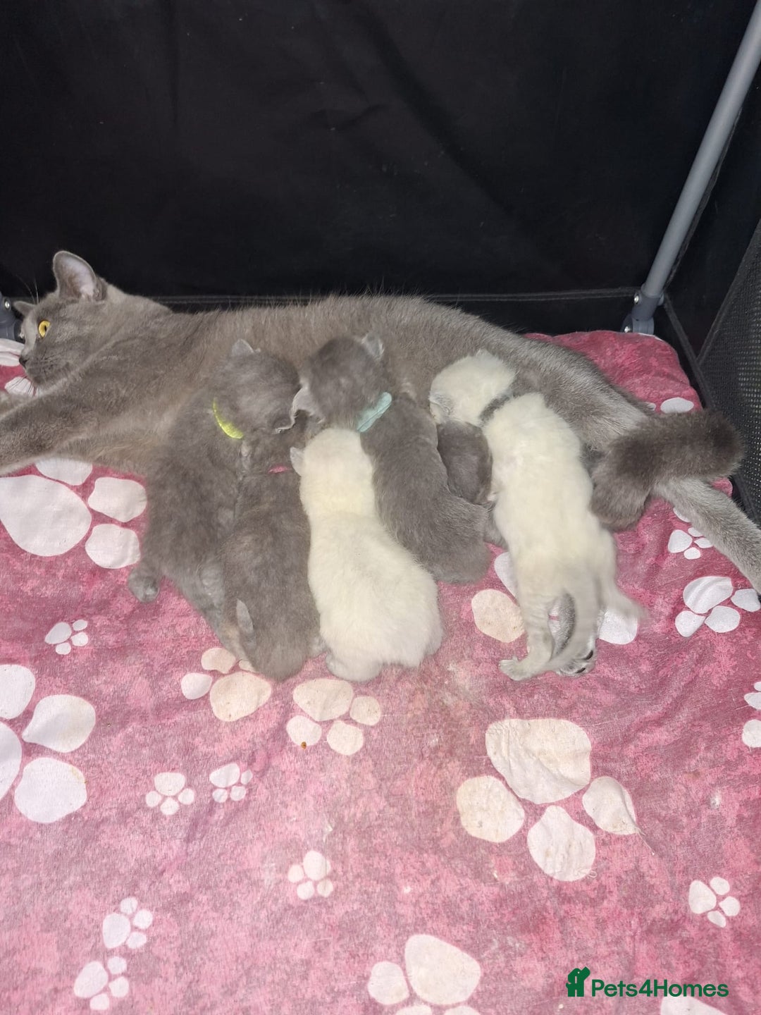 British Shorthair cats for sale: Beautiful short hair and long hair British kittens - Advert 1