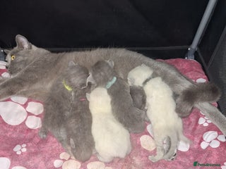 British Shorthair cats Beautiful short hair and long hair British kittens - Advert 1