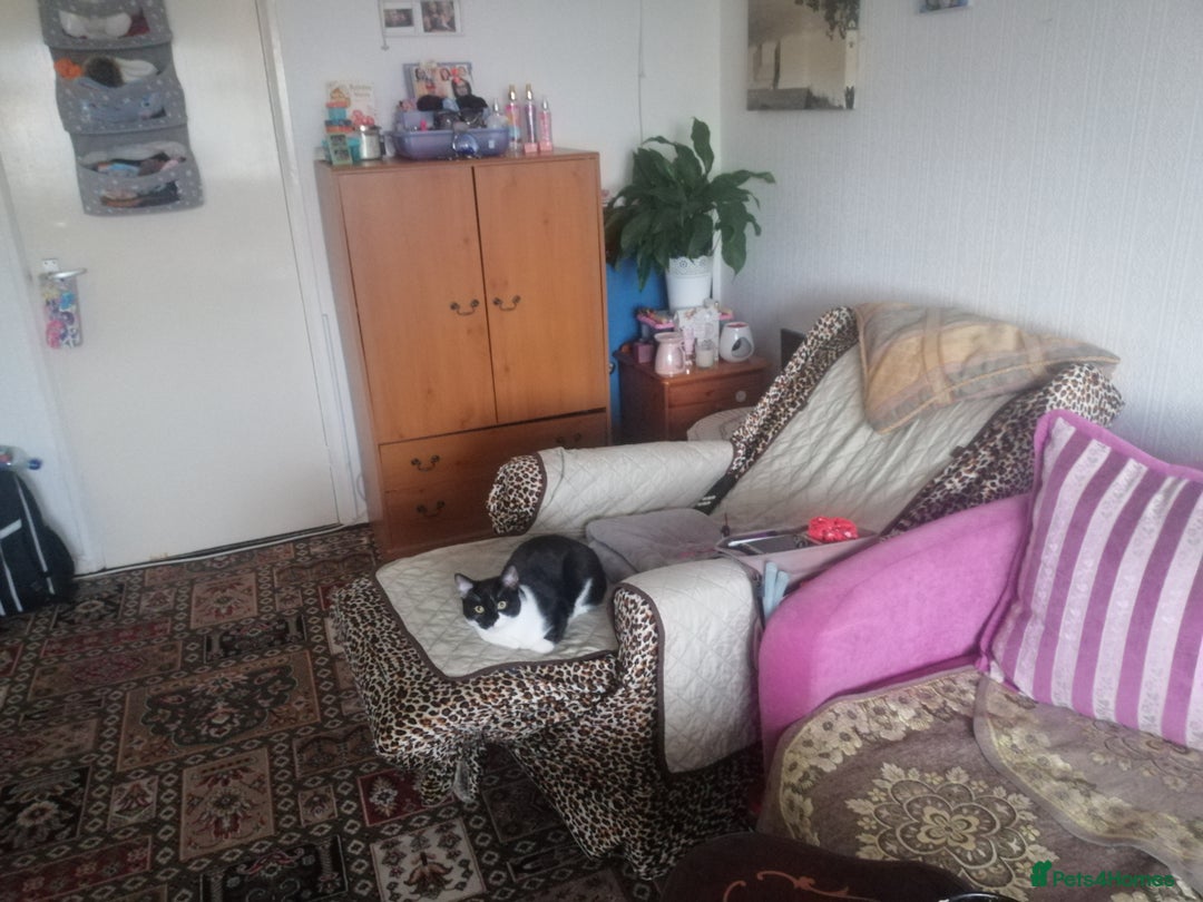 British Shorthair cats for sale: White and black female and male cats - Image 31