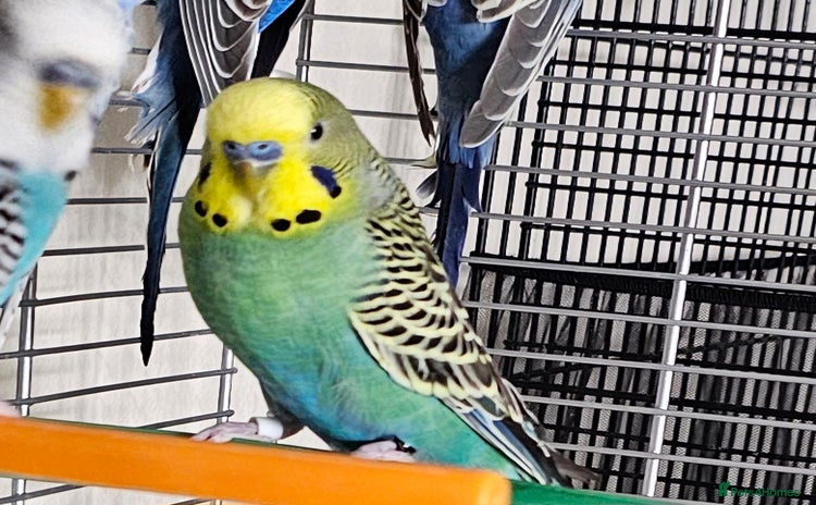 Budgerigars birds - Advert 4