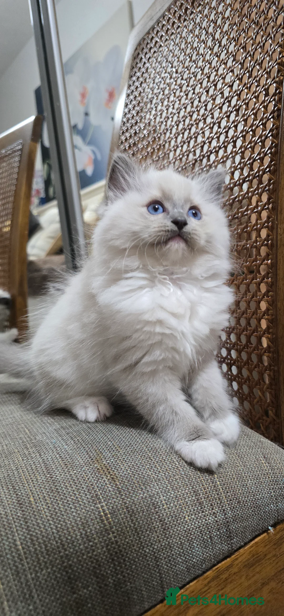 Ragdoll cats for sale: Stunning Ragdoll kittens .TICA registered  - Advert 28