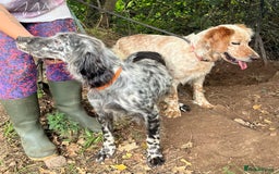 English Setter dogs for adoption: Tana  - Image 6