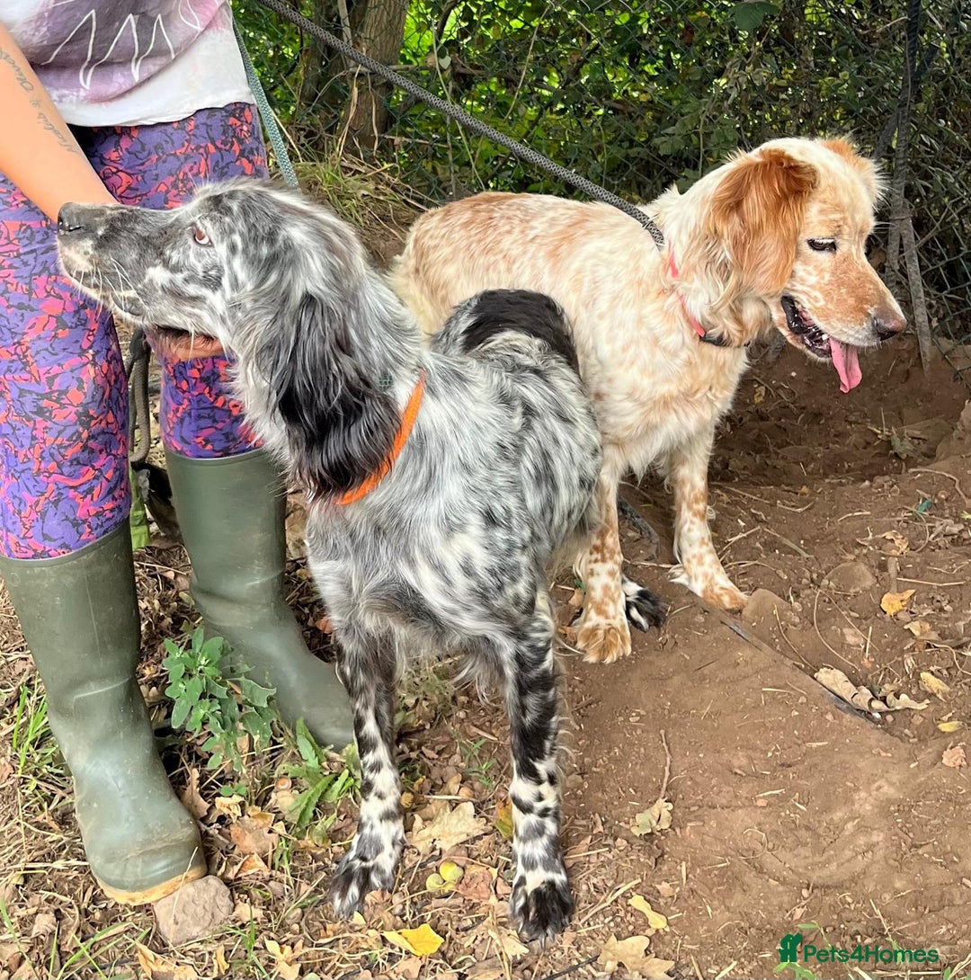 English Setter dogs for adoption: Tana  - Image 6