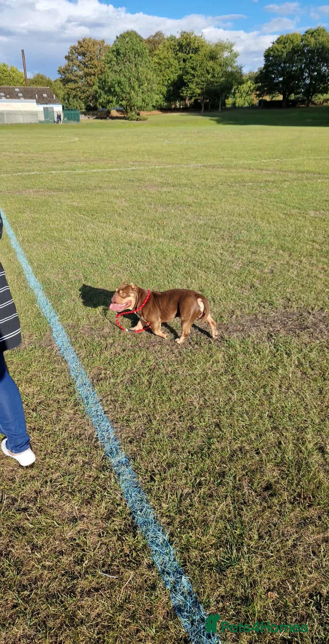 Shorty Bull dogs for sale: Exotic Pocket Bully. - Image 5