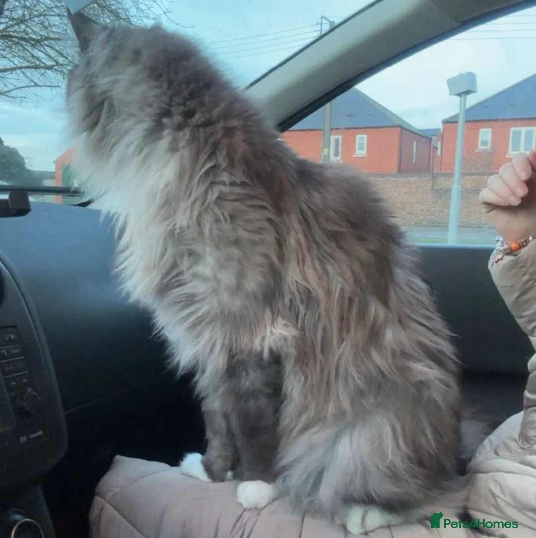 Maine Coon cats for sale: Pedigree Maine Coon, Storm - Advert 7