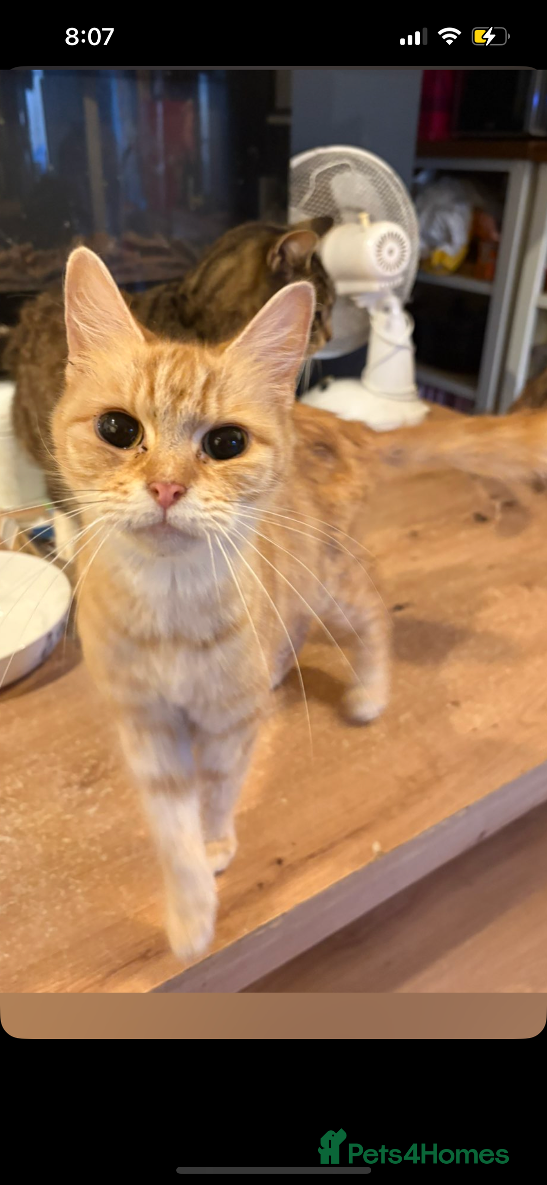 Mixed Breed cats for sale: Sammy and Tammy  - Advert 14