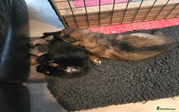 Sheprador dogs for sale: Beutiful male shepradors  - Advert 1