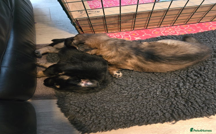 Sheprador dogs Beutiful male shepradors  - Advert 16