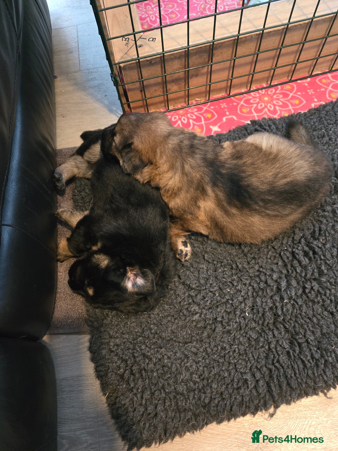 Sheprador dogs for sale: Beutiful male shepradors  - Advert 1