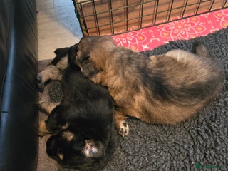 Sheprador dogs for sale: Beutiful male shepradors - Advert 1