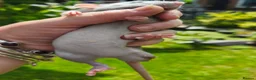 Rat rodents for sale: Beautiful blue and mink Dumbo rats - Advert 6