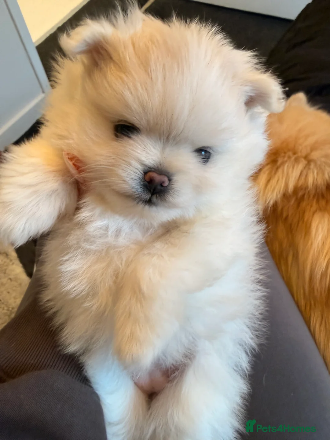 Pomeranian dogs for stud: PROVEN STUD -KC Registered Bear‑Face Pomeranian  - Advert 7