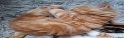 Mixed Breed cats for sale: Beautiful Litter: 4 Maine Coon X Ginger Toms - Advert 20