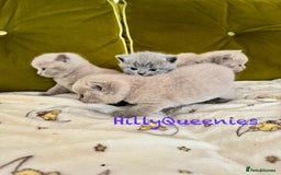 British Shorthair cats for sale: British Shorthair 5th Gen Pedigree kittens🐾 - Image 8