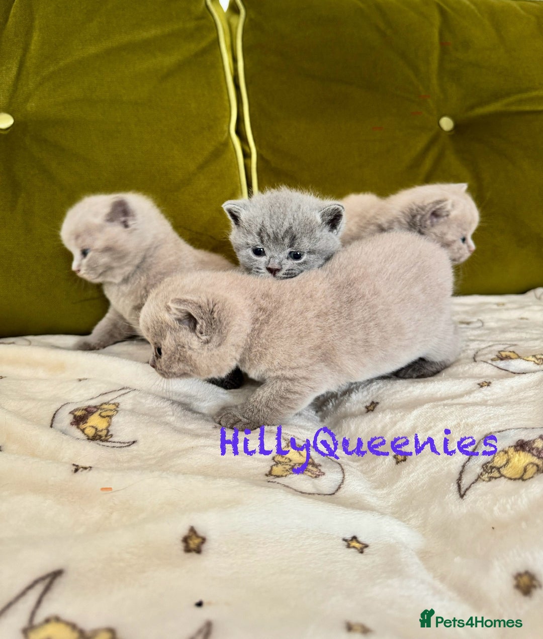 British Shorthair cats for sale: British Shorthair 5th Gen Pedigree kittens🐾 - Image 8