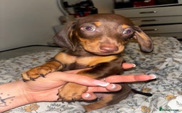 Dachshund dogs for sale: datchound pups  - Image 2