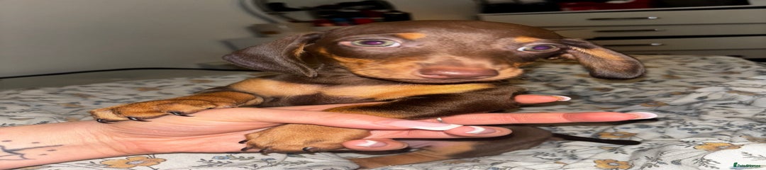 Dachshund Puppy 1