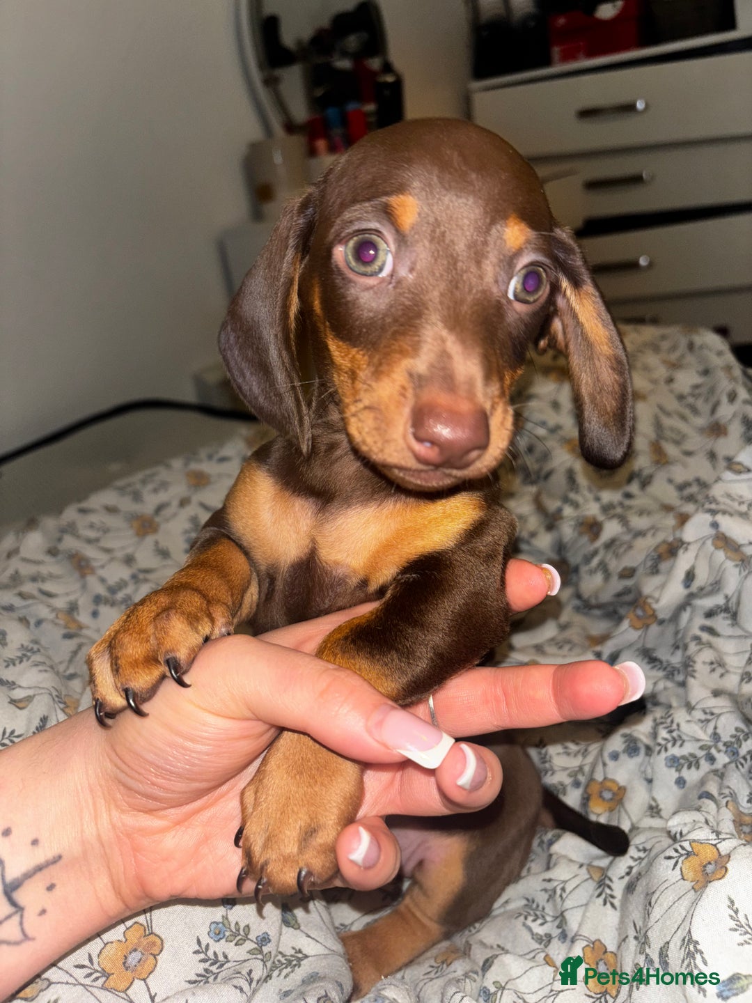 Dachshund dogs for sale: datchound pups  - Image 2