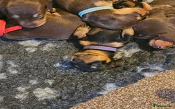 Miniature Dachshund dogs for sale: 4 week old Miniature Dachshunds - Image 35