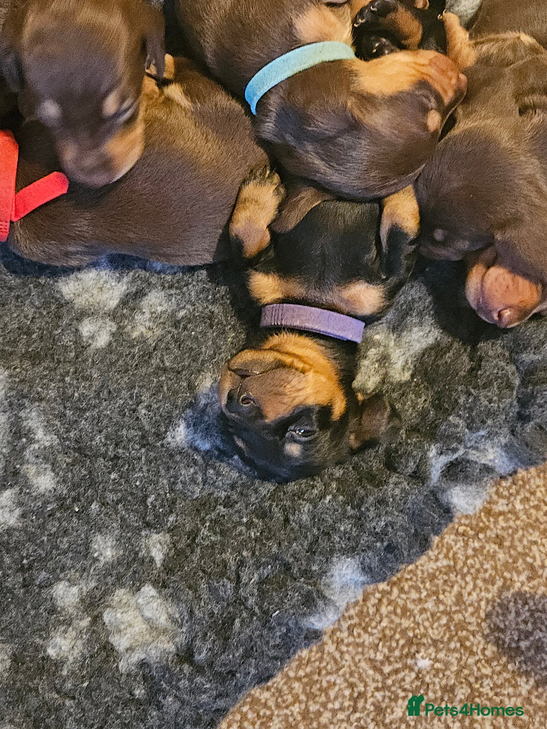 Miniature Dachshund dogs for sale: 4 week old Miniature Dachshunds - Image 35