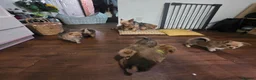 Mixed Breed dogs for sale: 7 Yorkie/pomeranian  puppies - Advert 9