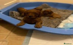 Cavapoo dogs for sale: Red cavapoo babies, both parent DNA tested - Image 4