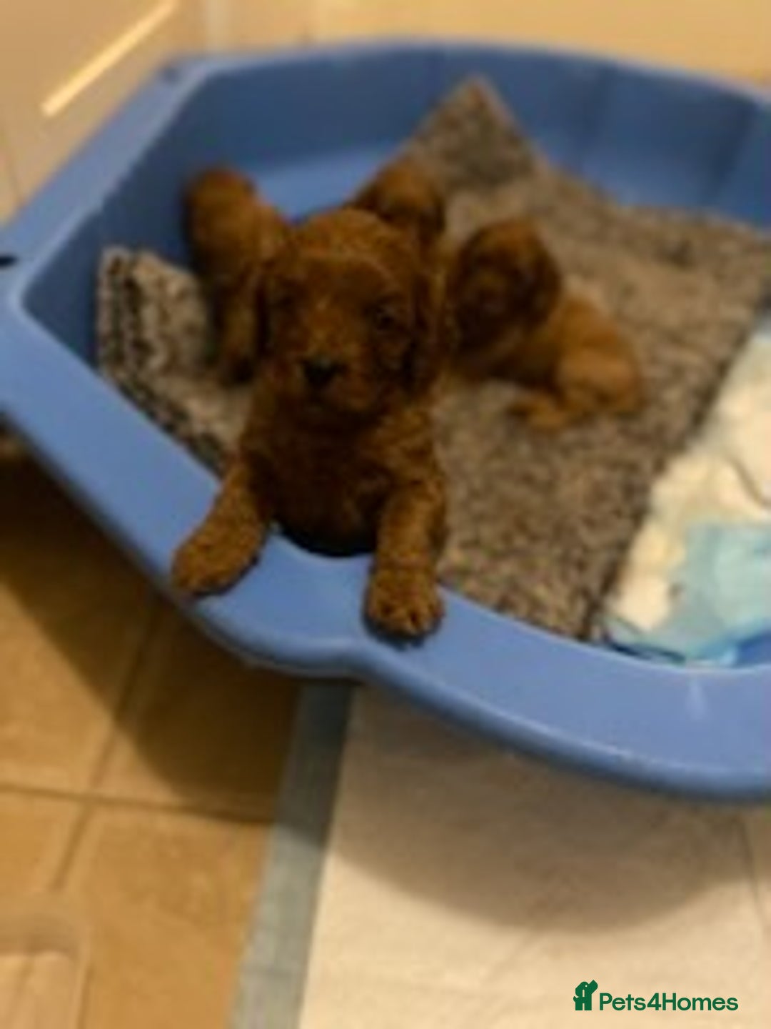 Cavapoo dogs for sale: Red cavapoo babies, both parent DNA tested - Image 4