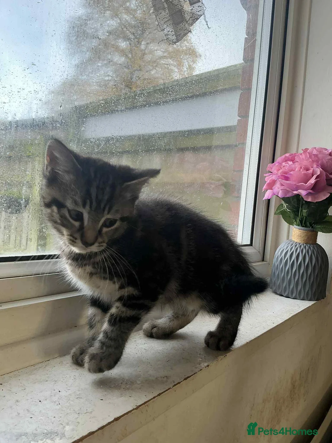 Mixed Breed cats for sale: kittens looking for there forever home - Advert 3