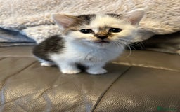 Mixed Breed cats for sale: 4 beautiful female kittens  - Advert 6