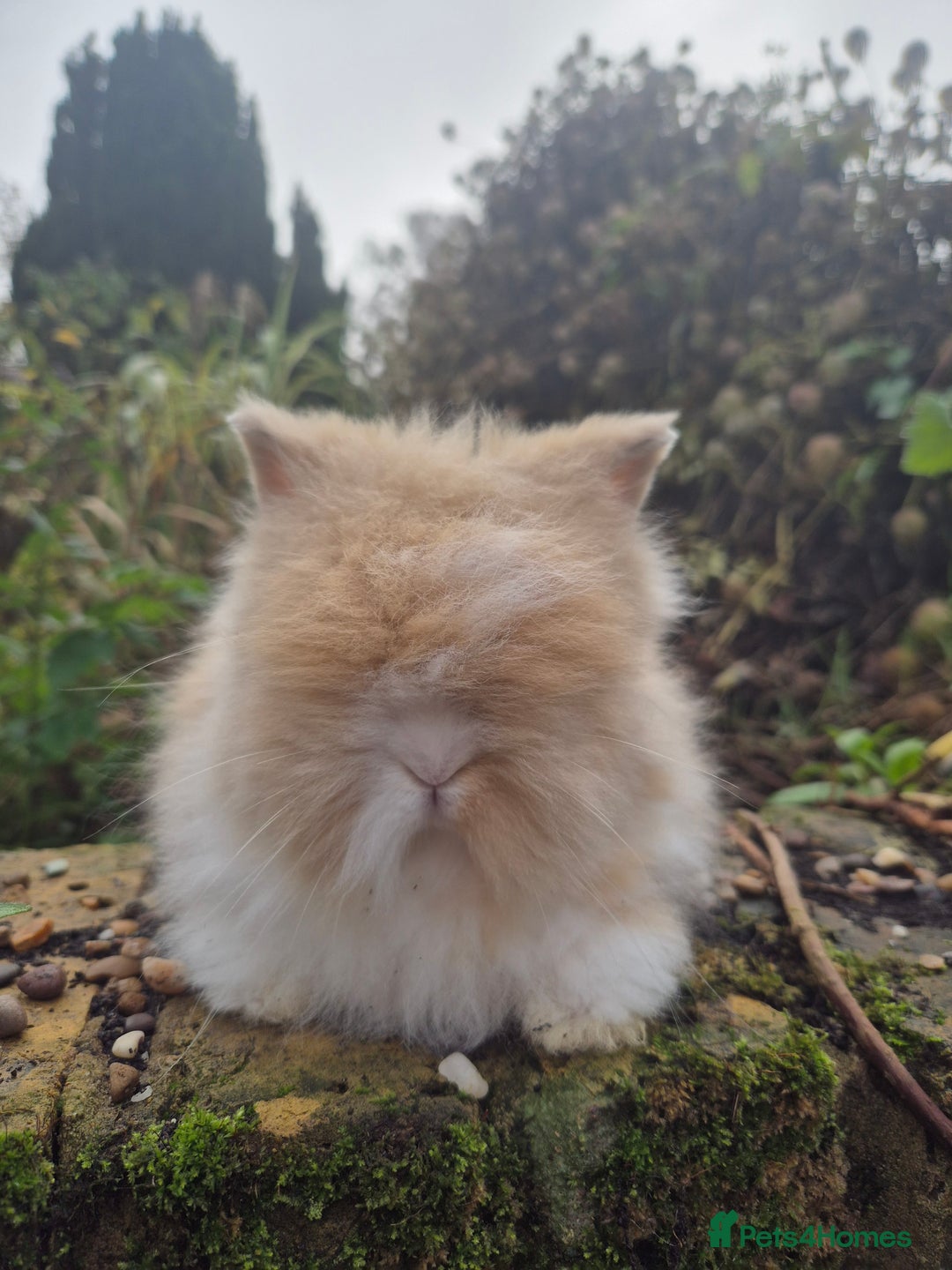 Angora rabbits for sale: Teddydwerg babies 💓💙 READY NOW 😍  - Advert 9