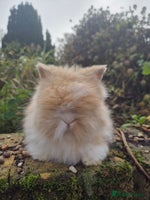 Angora rabbits Teddydwerg babies 💓💙 READY NOW 😍 - Advert 1
