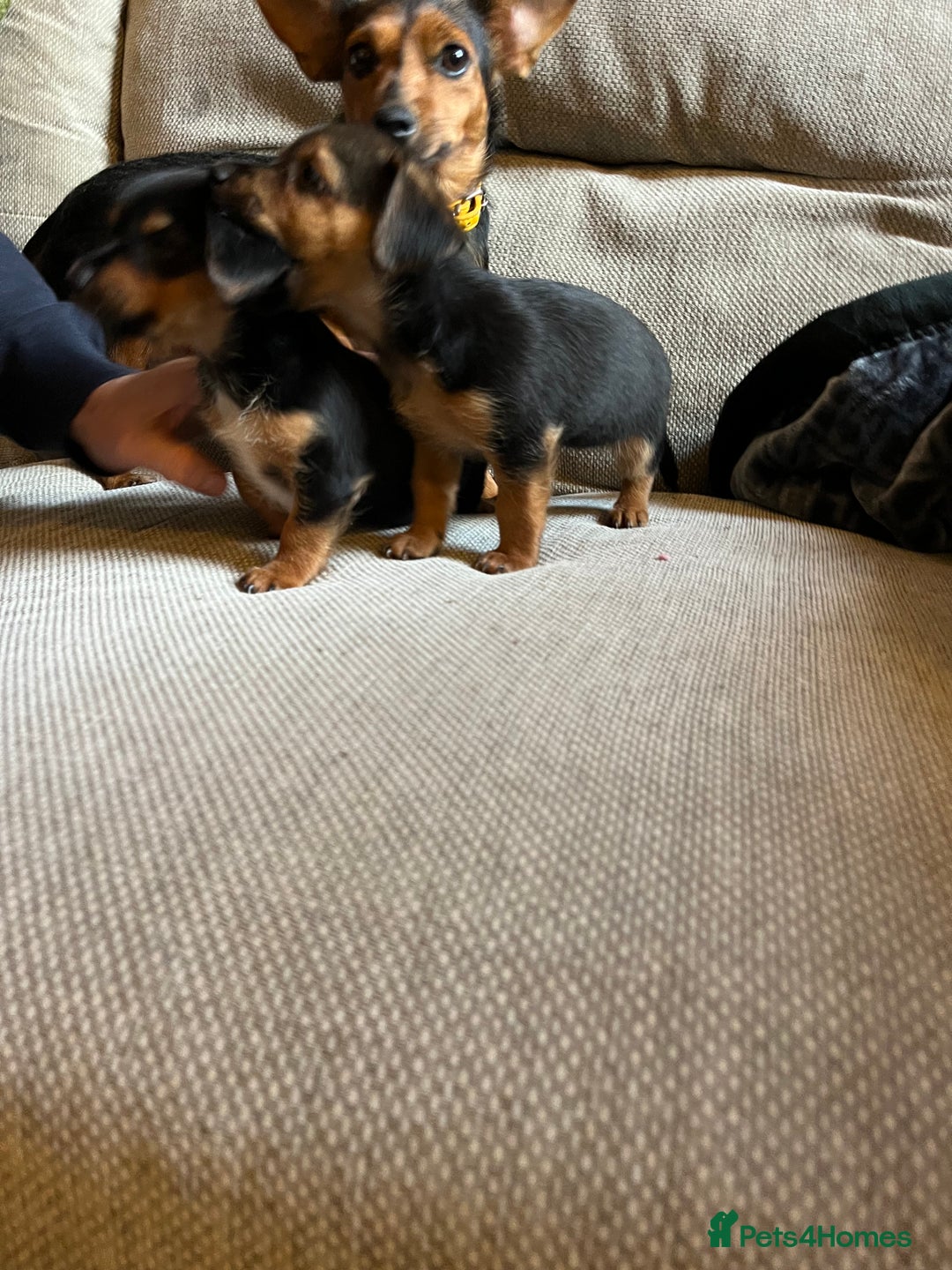 Jack Russell dogs for sale: Jack Russell puppies for sale - Advert 20