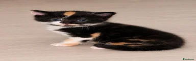 Domestic Shorthair 3