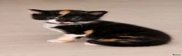 Domestic Shorthair cats for sale: 5 beautiful kittens  in Potters Bar - Advert 23