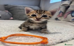 Savannah cats for sale: Savannah x kittens  - Image 8