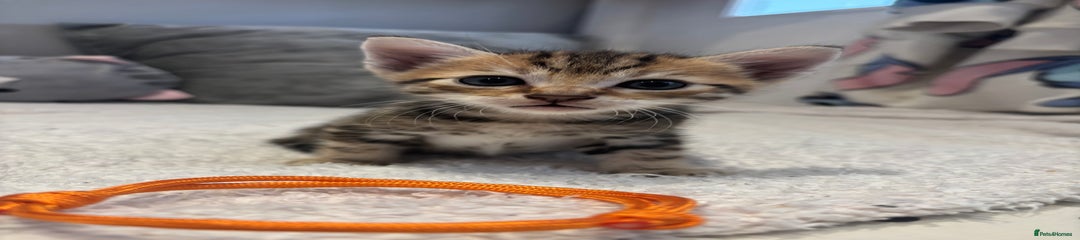 Savannah Kitten 4