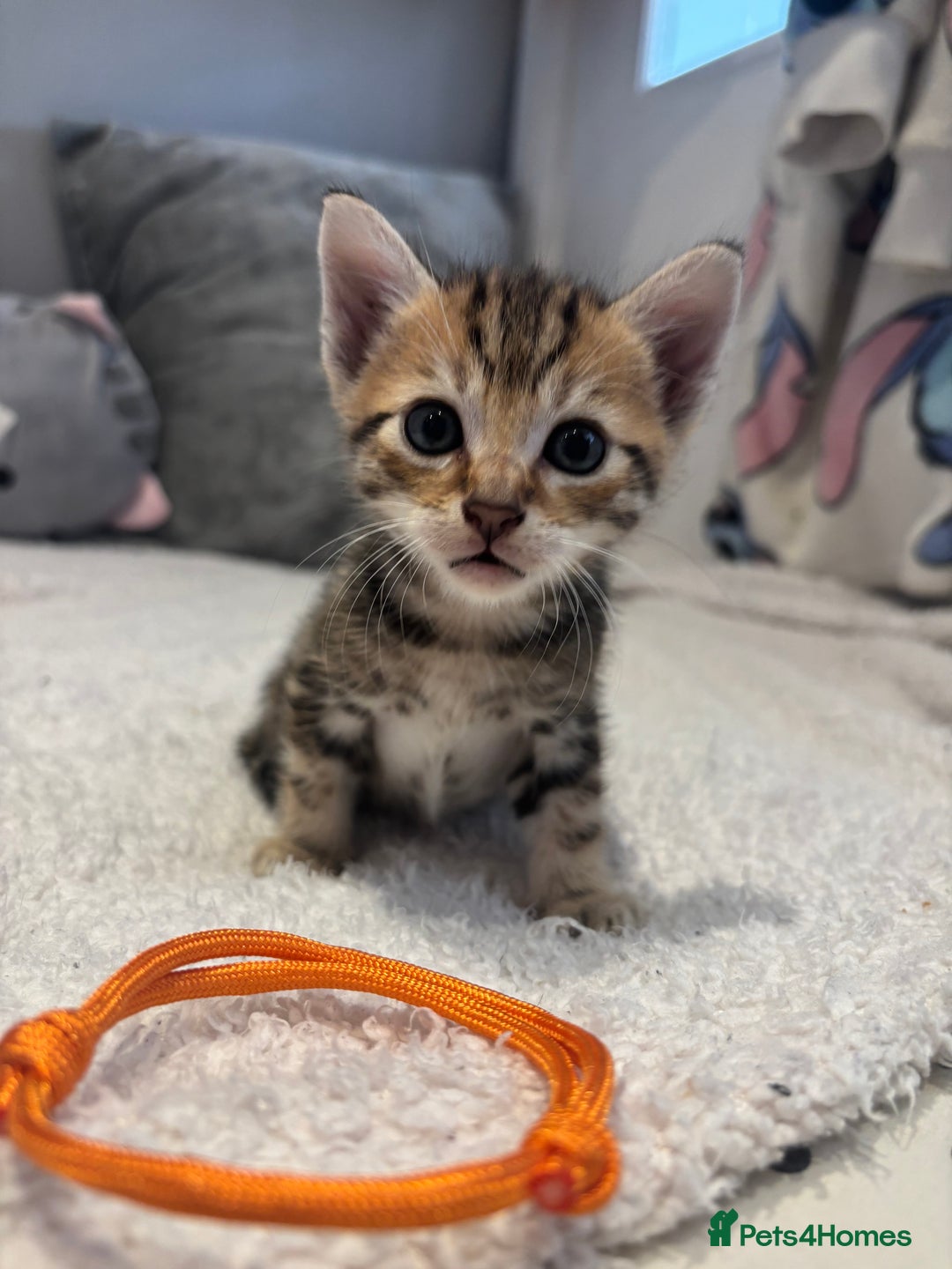 Savannah cats for sale: Savannah x kittens  - Image 8