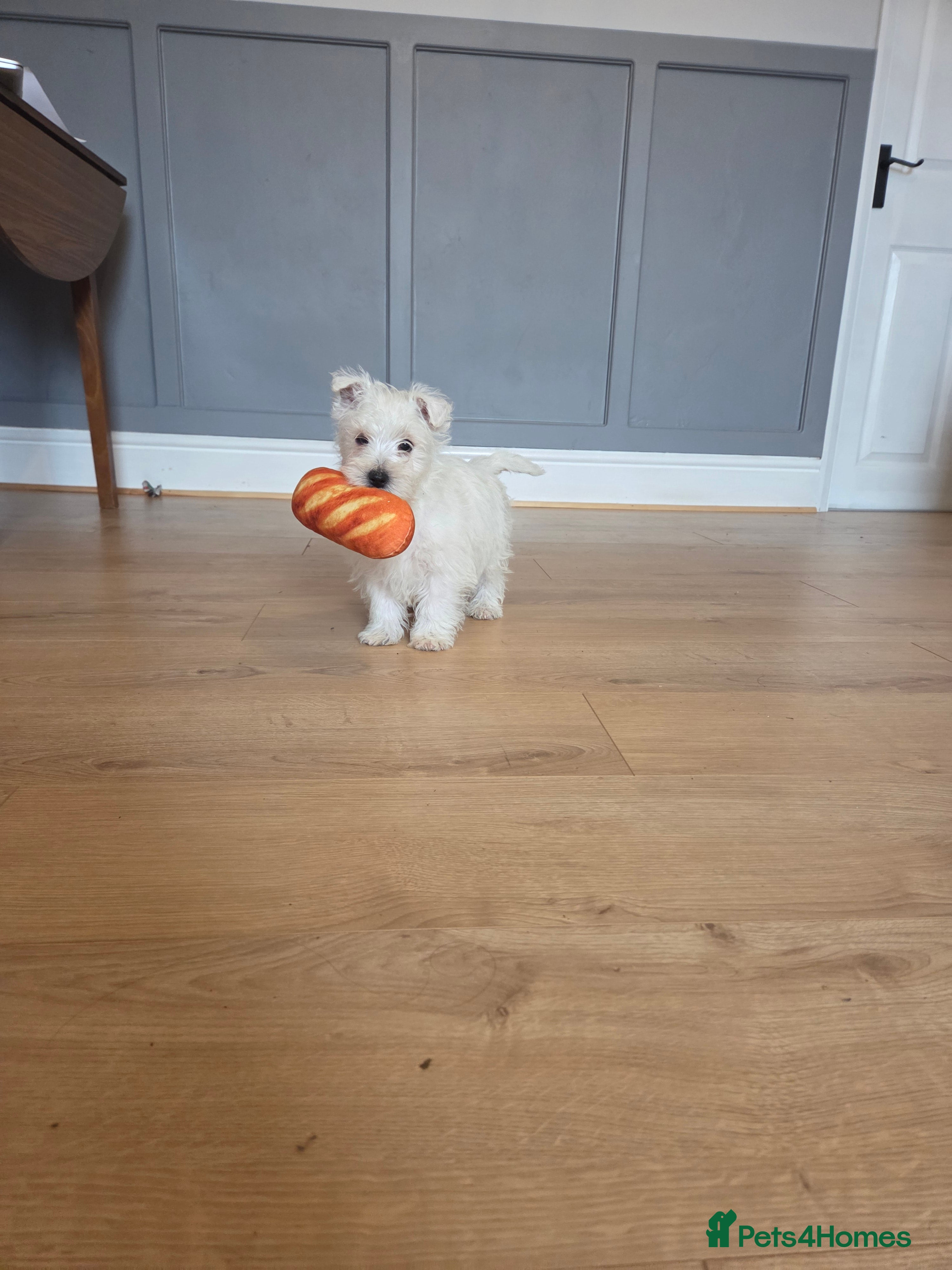 West Highland Terrier dogs 1 Westie Boy left - Advert 14