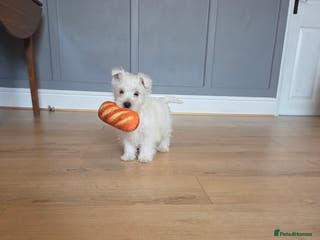 West Highland Terrier dogs 1 Westie Boy left - Advert 14