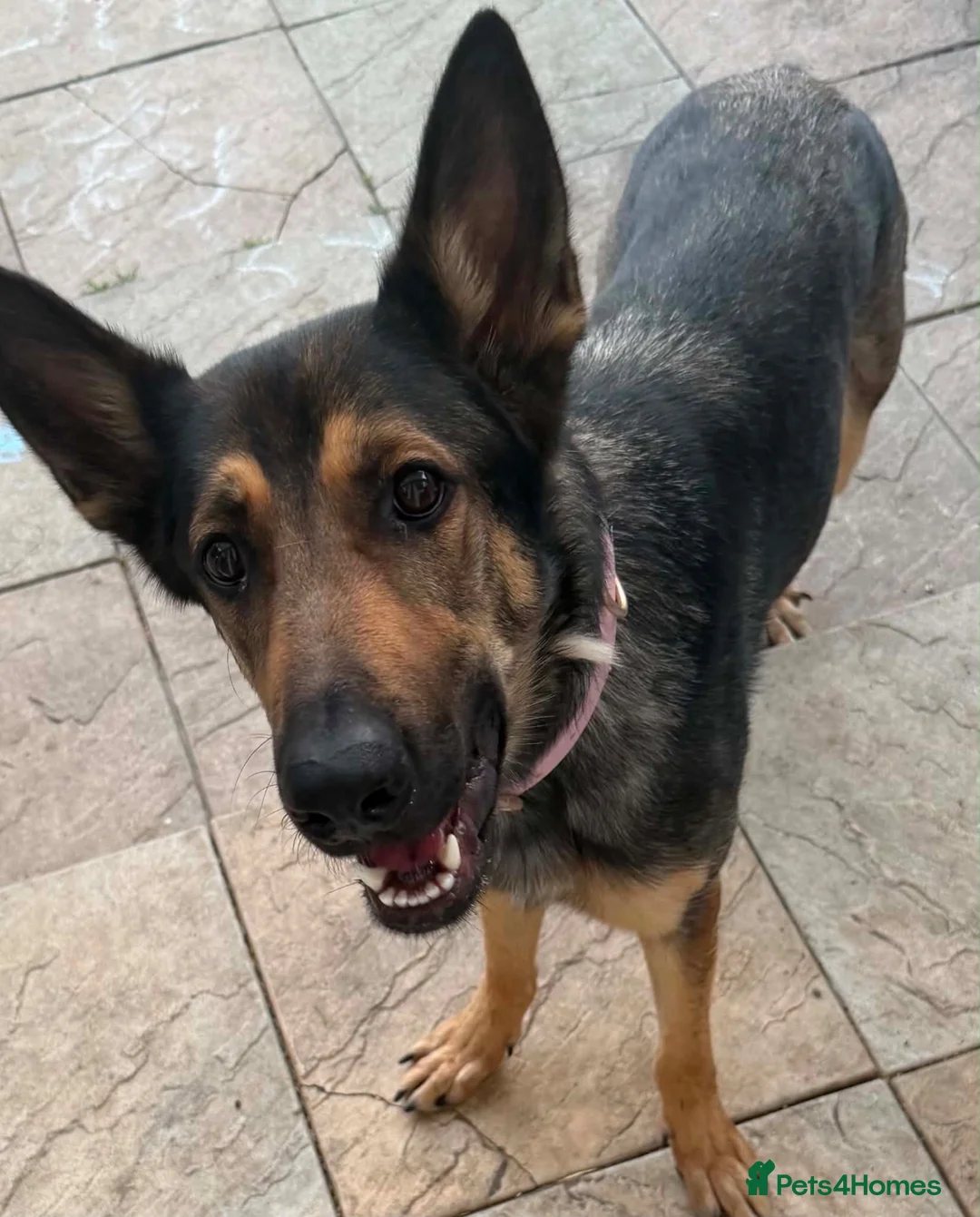 German Shepherd dogs for sale: German shepherd female  in Clacton-on-Sea - Advert 1