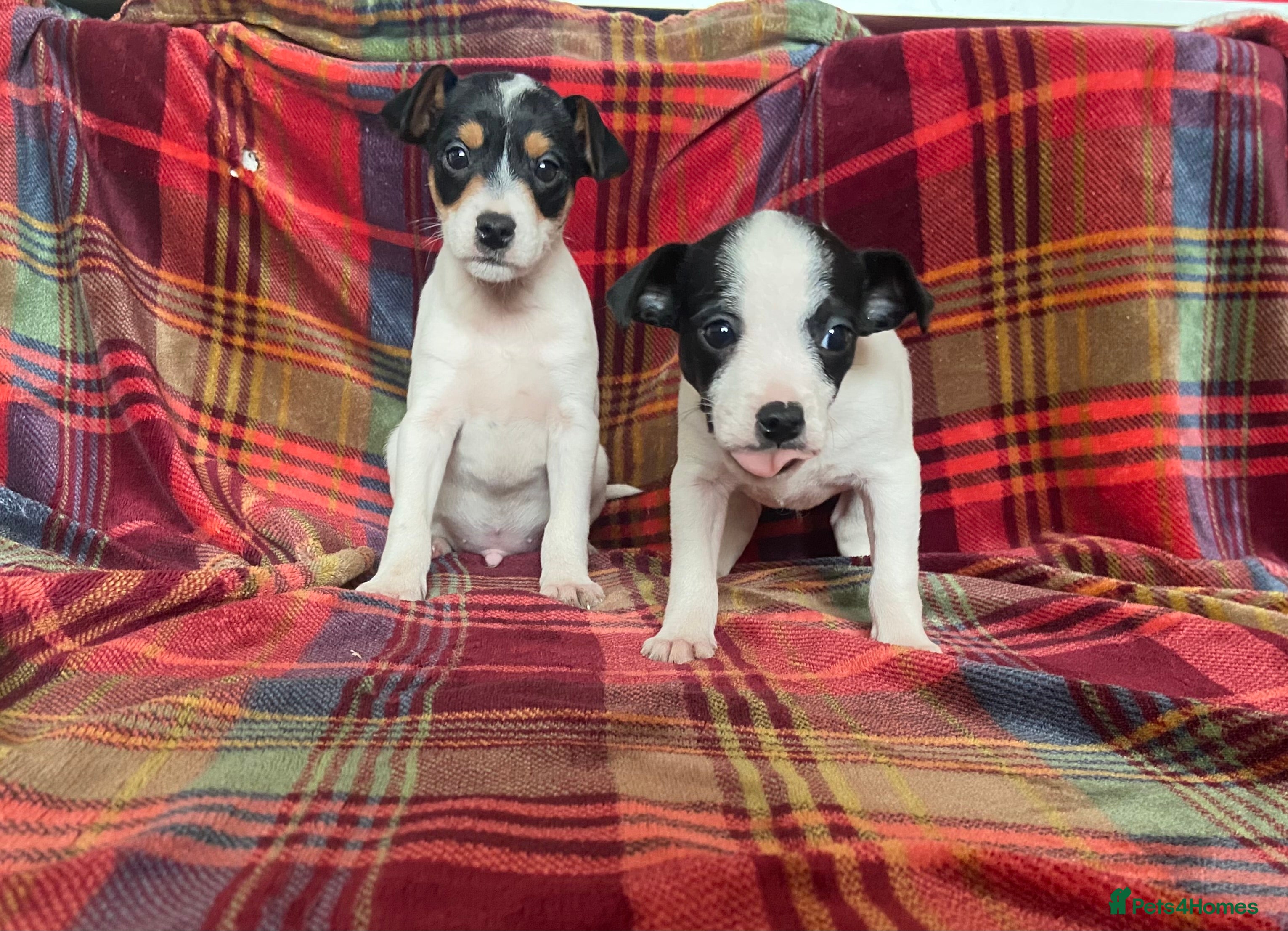 Jack Russell dogs READY TO LEAVE Jack Russell puppies *SHORT LEGGED* - Advert 1