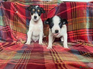 Jack Russell dogs READY TO LEAVE Jack Russell puppies *SHORT LEGGED* - Advert 6