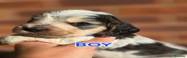 Blue Collar Boy