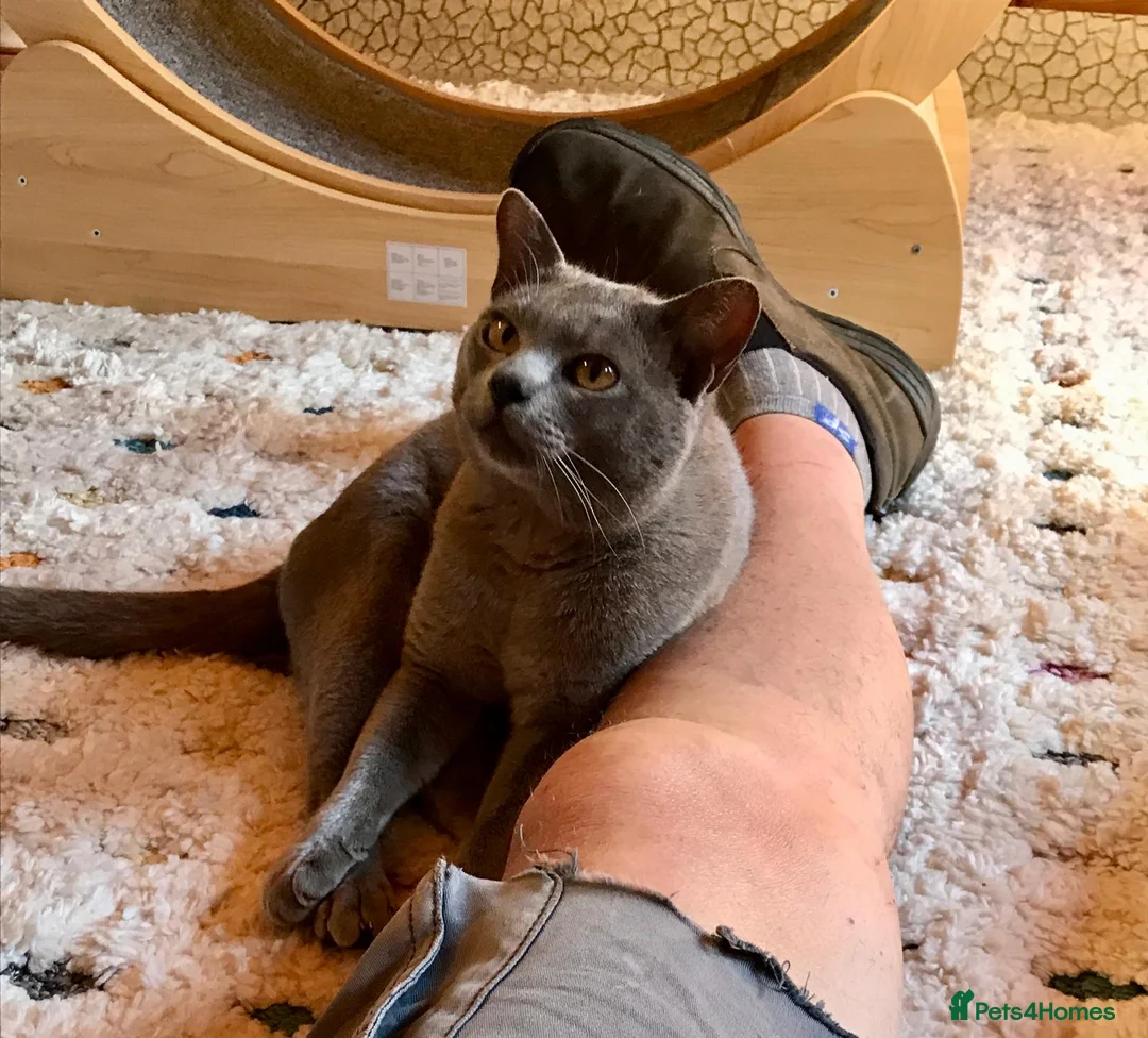 Burmese cats for sale: Super affectionate Lad in Billingshurst - Advert 1