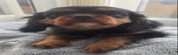 Cavalier King Charles Spaniel dogs for sale: KC REG Health tested one boy available now. - Advert 1